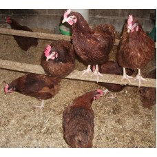 RHODE ISLAND RED PURE BREED